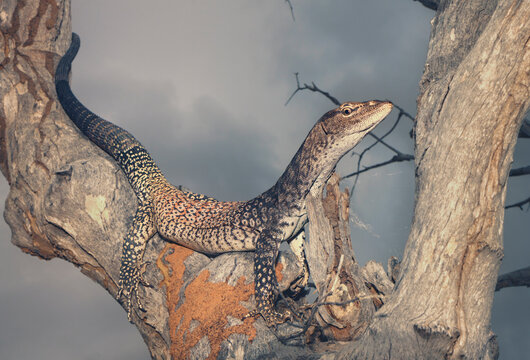 Close-up side view of a Black-headed monitor lizard (Varanus tristis) standing motionless in a tree for camouflage, Winton, Queensland, Australia