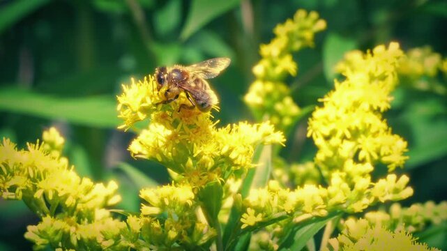 Bees Pollinating Yellow Flowers In Summer