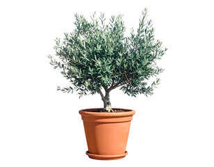 A small, leafy tree in a terracotta pot with a black background