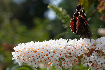 A beautiful butterfly sits on a white branch of buddleia flowers on a sunny day. Summer flower with admiral butterfly for background, post, screensaver, wallpaper, postcard, banner, cover, website