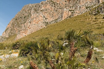 Dwarf Palmetto (Sabal minor) in Mount Cofano nature reserve on Sicily island. Italy. Europe.