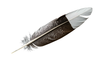 Bird feather, white tip, dark brown base, isolated on black