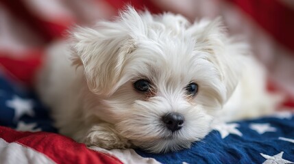 4th of July Puppy. Cute Maltese Dog with American Flag on Holiday