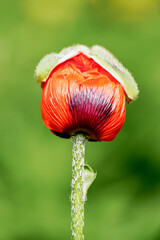 Close-up of a red poppy blossom against a green background.
