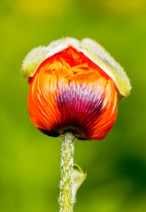 Close-up of a red poppy blossom against a green background.
