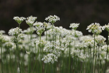 道端の土手で花を咲かせるニラ