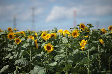 畑に植えられた緑肥用ヒマワリの葉がめくれる、風強い昼下がり