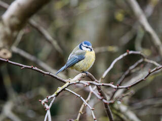 Blue Tit Perched on a Branch