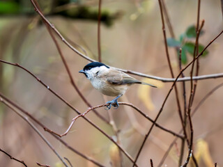 Marsh Tit Perched on a Branch