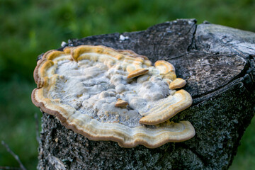 Turkey tail mushroom (Trametes pubescens) growing on the dead trunk of a cherry tree.