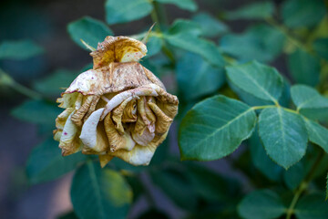 A withered pink rose in the garden. Wilted flowers. A withered rose with faded petals, lost color and elasticity.