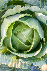 Fresh Green cabbage growing in field.