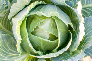Fototapeta premium Fresh Green cabbage growing in field.