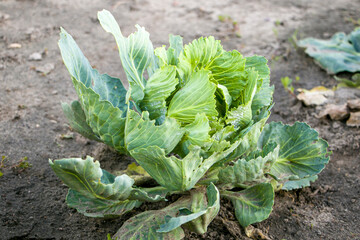 Fresh Green cabbage growing in field.
