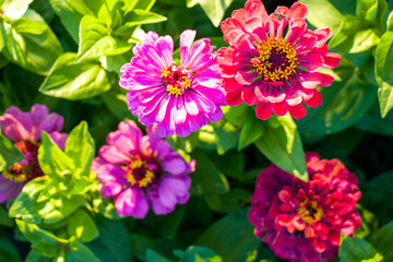 Zinnia. Pink zinnia flowers. Beautiful flowers.