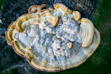 Turkey tail mushroom (Trametes pubescens) growing on the dead trunk of a cherry tree.