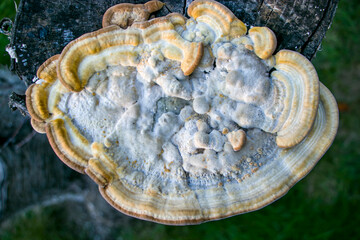 Turkey tail mushroom (Trametes pubescens) growing on the dead trunk of a cherry tree.