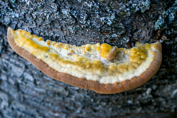 Turkey tail mushroom (Trametes pubescens) growing on the dead trunk of a cherry tree.