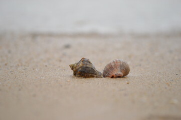 shell on the beach