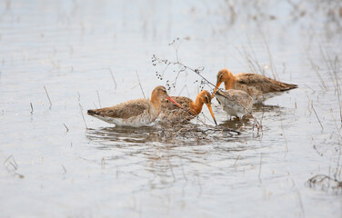 A group of black-tailed godwit (Limosa limosa) in breeding plumage feeds in the water of an estuary