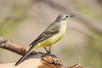 Fototapeta premium An adult western yellow wagtail (Motacilla flava) is photographed in extreme close-up against a blurred background.