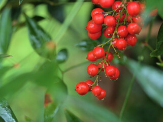 雨上がりの11月に美しく実った赤いナンテンの実