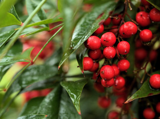 雨上がりの11月に美しく実った赤いナンテンの実