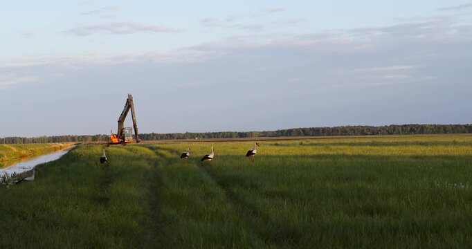 A flock of storks takes flight above a golden field as the sun sets. Silhouettes glide through warm skies in a peaceful, cinematic rural scene.