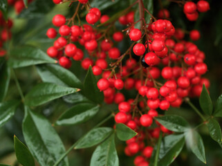 雨上がりの11月に美しく実った赤いナンテンの実