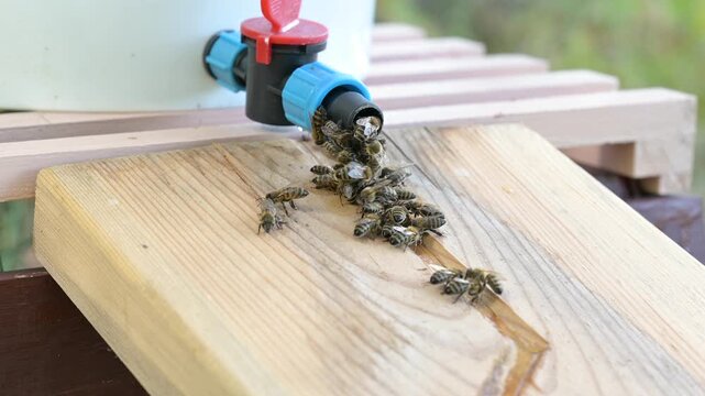 Bees fly to a drinker and drink water at the apiary. Macro video where bees actively fly to a wooden drinker equipped with a tap, take some water, and fly away