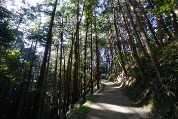 木々に囲まれた林道 柳生修行の道