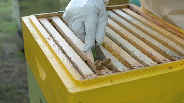 Beekeeper cleans hive frames from propolis with a spatula. A man in a protective suit and gloves uses a spatula to scrape excess wax and propolis from the top bars of the honey frames