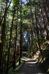木々に囲まれた林道 柳生修行の道
