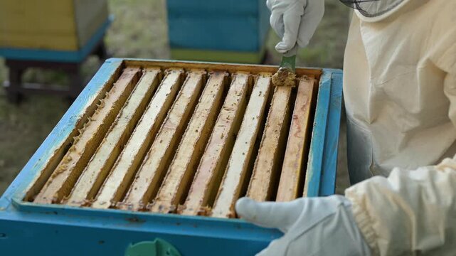 Beekeeper cleans honey frames from propolis with a spatula. A man in protective gloves uses a metal spatula to scrape propolis and excess wax from the top bars of wooden hive frames, apiary care