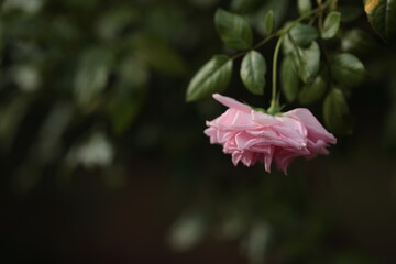 こうべを垂れるバラの花