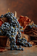 Blue grapes dry bunch and dried up vine leaves.