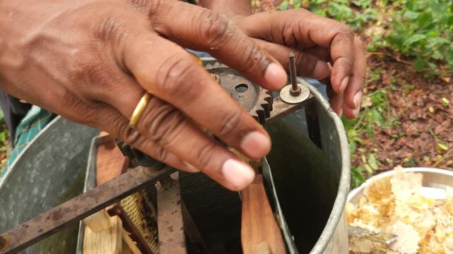An Indian beekeeper without protective gear harvests honey from a hive frame, reflecting the art of sustainable beekeeping and natural honey production in the countryside.