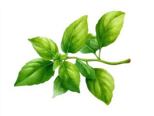 Fototapeta premium A vibrant illustration of fresh green basil leaves on a white background, showcasing their rich color and healthy appearance.