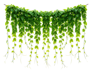 Overhead vibrant green leaves cascade downwards, creating a lush, isolated natural border