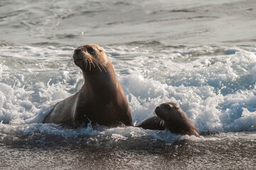 Fototapeta premium Mother and Baby Sea Lion, Peninsula Valdes, Chubut Province Patagonia Argentina