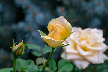    Amazing tender orange hybrid tea rose Versilia. Close-up of beautiful rose bud against blurred blue spruce. Nature concept for design