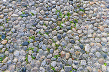 Close up of a stone path with a few green plants growing in between the rocks