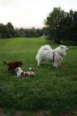 Obraz premium Three dogs are playing in a grassy field