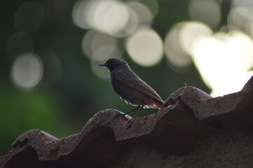 black redstart
