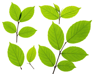 A collage of green leaves with yellow outlining set against a stark black background