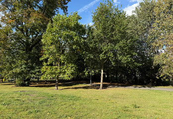 Sunlight drifts through verdant trees,, casting gentle shadows across the grass. The scene hums with quiet warmth beneath a brilliant blue sky near Shearbridge Road, Bradford, UK
