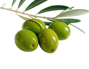 Obraz premium Close-up of green olives on a branch with leaves, against a stark black background