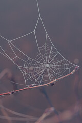 spider web with dew drops