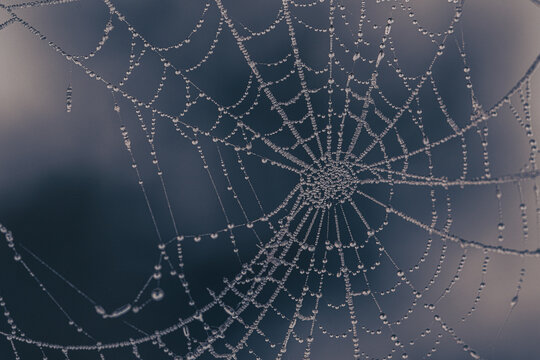 spider web with dew drops