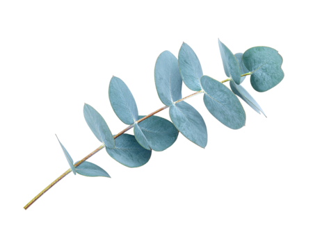 Close-up of a eucalyptus branch featuring round leaves against a black background